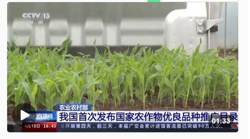 種業振興行動扎實推進，今年農作物種子供給充足保障糧食安全